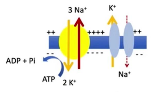 Capture d'écran 2025-09-04 105457.png