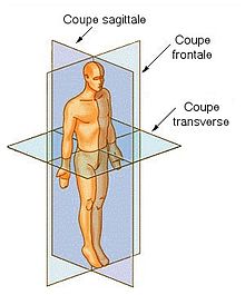220px-Coupe_anatomie.jpg