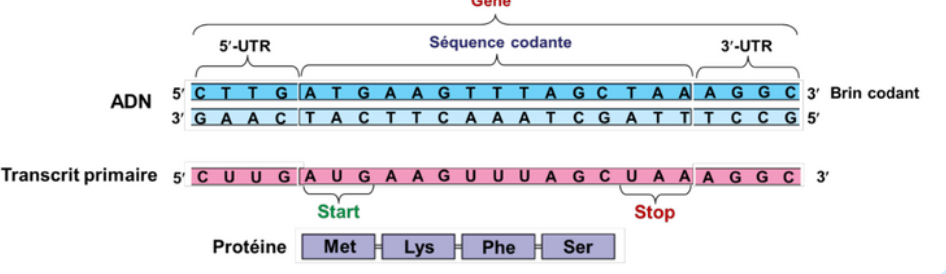 Capture d’écran 2025-09-15 à 21.12.26.png