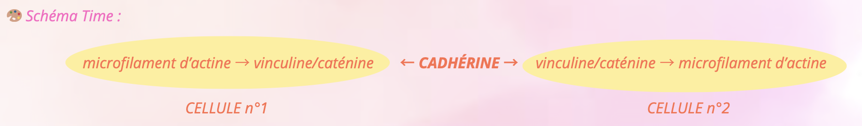 épithélia biocell.png