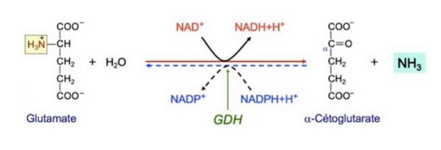 désamination oxydative du glutamate en alpha-cétoglutarate.jpg