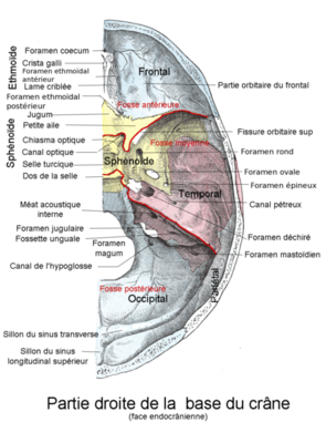 442px-Base_du_crane.png