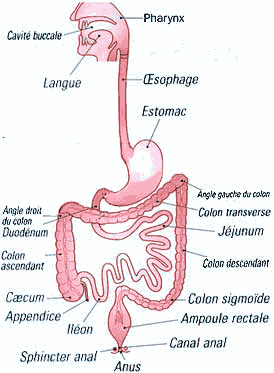 tube digestif.gif
