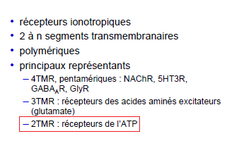 Récepteur ionotropique ATP.png