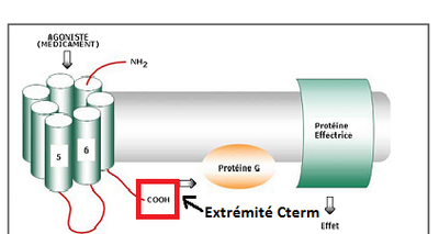 Extrémité Cterm.png