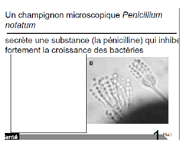 Penicillium notatum.png