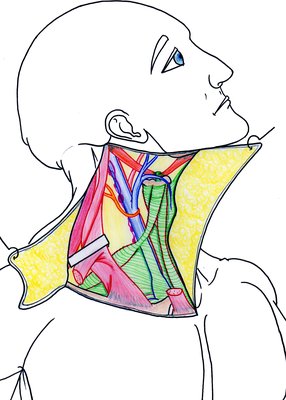 Plan veino-lymphatique et du fascia cervical moyen.jpg