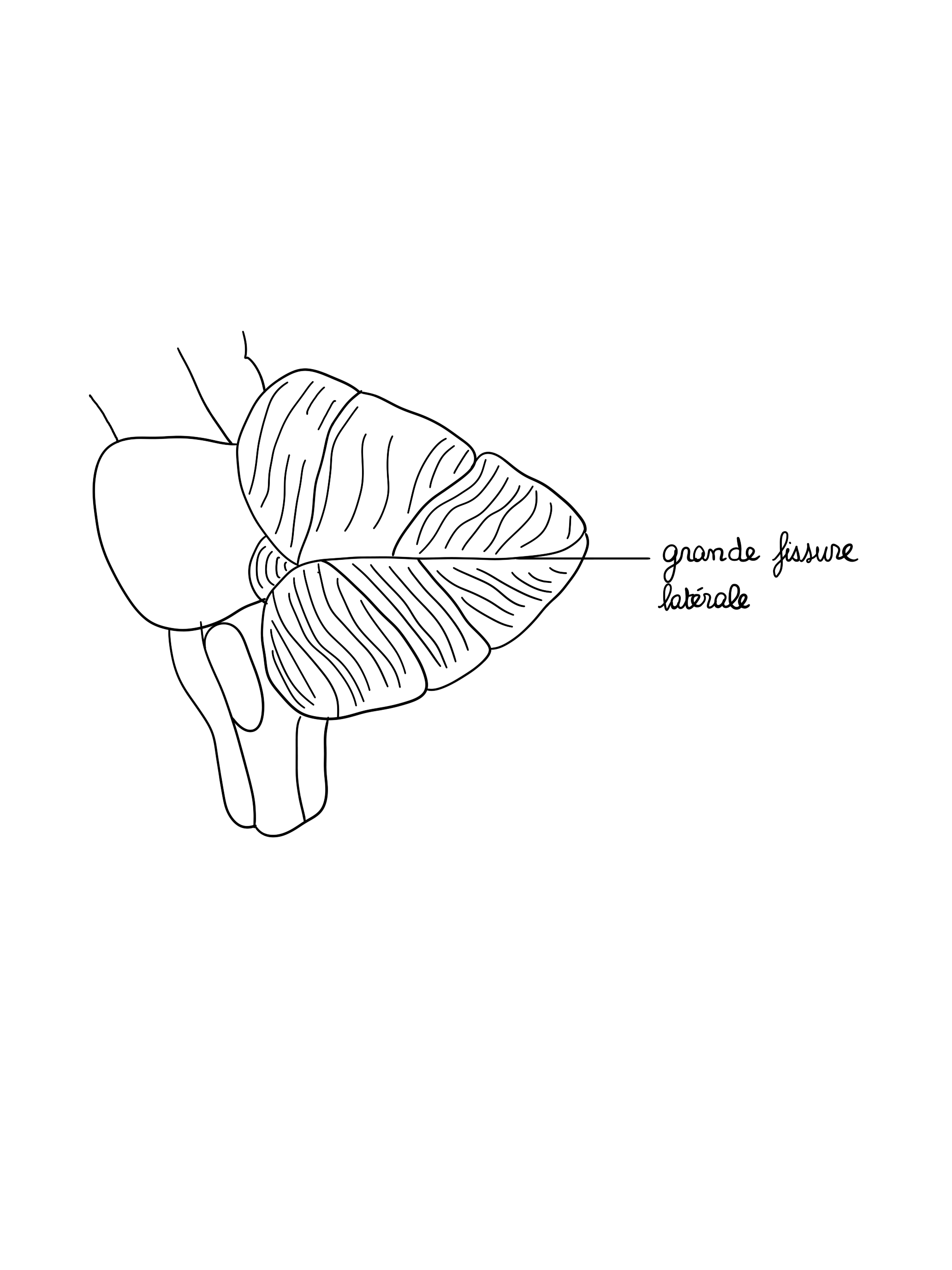 Grande fissure latérale.jpg