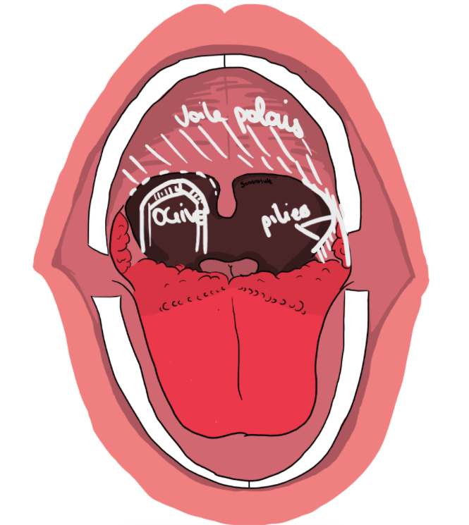 Capture d'écran 2026-02-24 121028.png