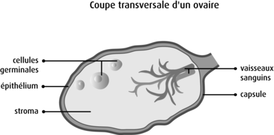 Schema ovaire.png