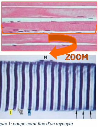 Capture d'écran 2026-04-26 122539.png