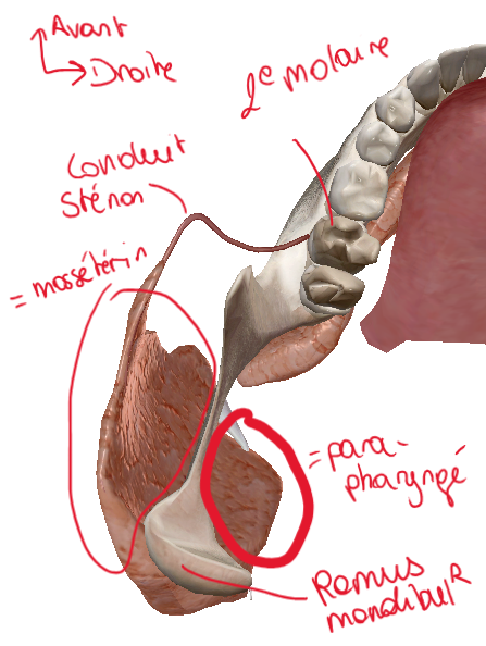 Capture d'écran 2026-04-26 123207.png