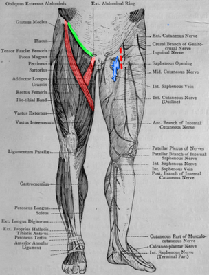 Fig-71-Muscles-and-Cutaneous-Nerves-of-Leg-Anterior-View.png (315.3 Kio) Vu 6032 fois Fig-71-Muscles-and-Cutaneous-Nerves-of-Leg-Anterior-View.png