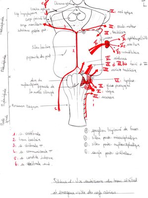 Vue antérieure du tronc cérébrale avec l'émergence des 12 paires de nerfs crâniens et sa vascularisation artérielle.jpg