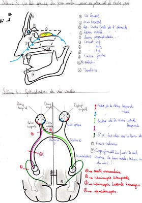 Vue médiale de la paroi latérale des fosses nasales.jpg