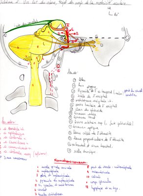 Vue latérale du sinus caverneux.jpg