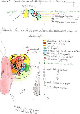 Vue antérieur du fond de l'orbite, partie proximale des muscles de la motricité oculaire et leurs nerfs).jpg