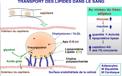 Capture d’écran 2012-08-22 à 14.30.56.png
