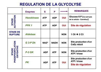 Glycolyse et sa regulation  2011-2012 (glissé(e)s) 1.jpg