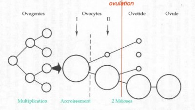 ovogenese.jpg