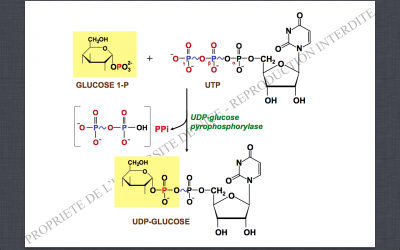 Capture d’écran 2012-09-01 à 18.34.14.png