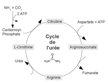220px-Cycleuree_simplifie.png