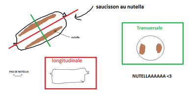SAUCISSON AU NUTELLA.png