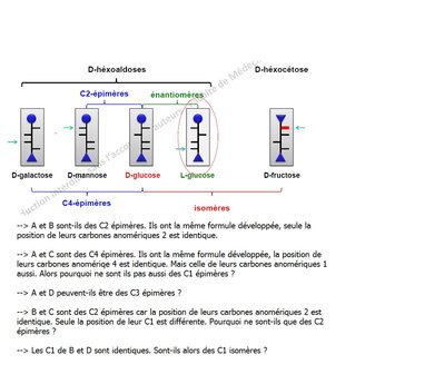QUESTION BIOCHIMIE GLUCIDES.jpg