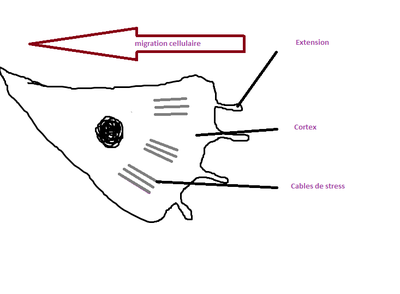 migration cellulaire.png