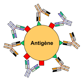 Ac polyclonaux.png