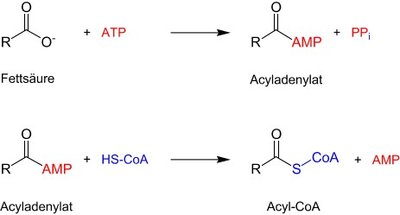 acyl_coa_synthetase_reaktion_de.jpeg