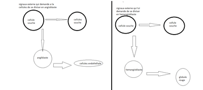 sang hemangio embryo.png