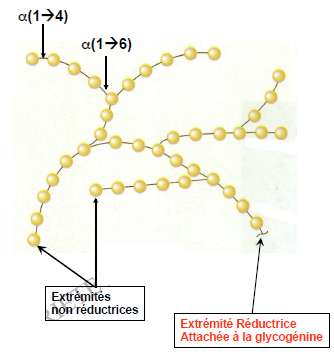 glycogène.png