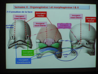 Formation de la face.JPG