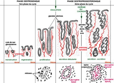Cycle_endometre.JPG