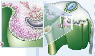 gonocytes primordiaux.JPG