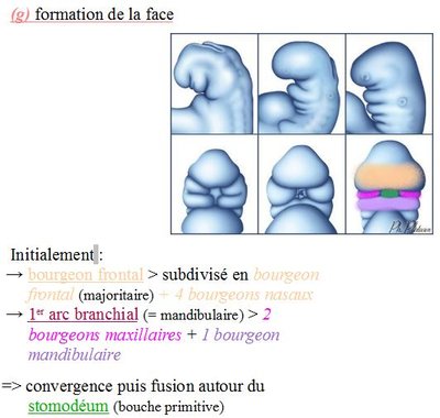 formation de la face.JPG