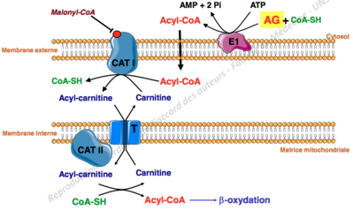 Capture d’écran 2012-10-29 à 12.37.50.png
