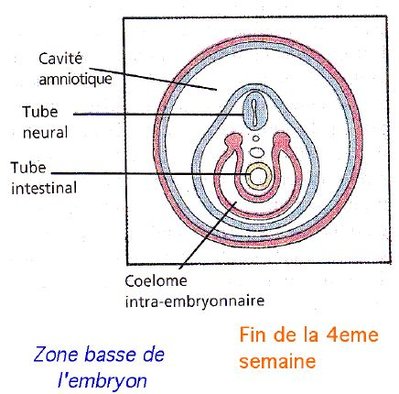 coelome interne.JPG