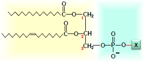 glycérophospholipide.png