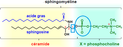sphingomyéline.png