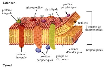 lipide membranaire.jpg