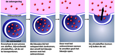 EXOCYTOSE.jpg