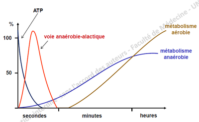 voie anaérobie alact.png