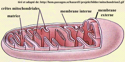 mitochondrion2.gif