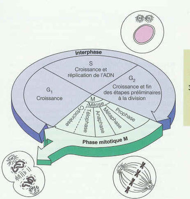 cycle_cellulaire.jpg