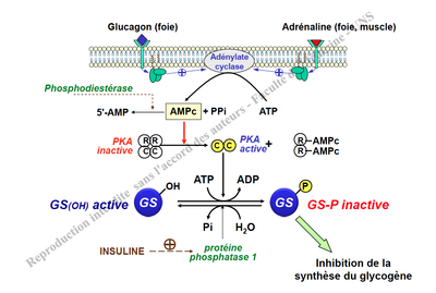Capture d’écran 2012-11-15 à 10.17.22.png