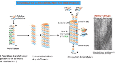 FBC_DYNAM_POLYMER_MICROTUBULES.gif