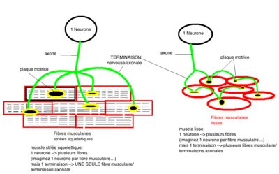 neurone muscle.png